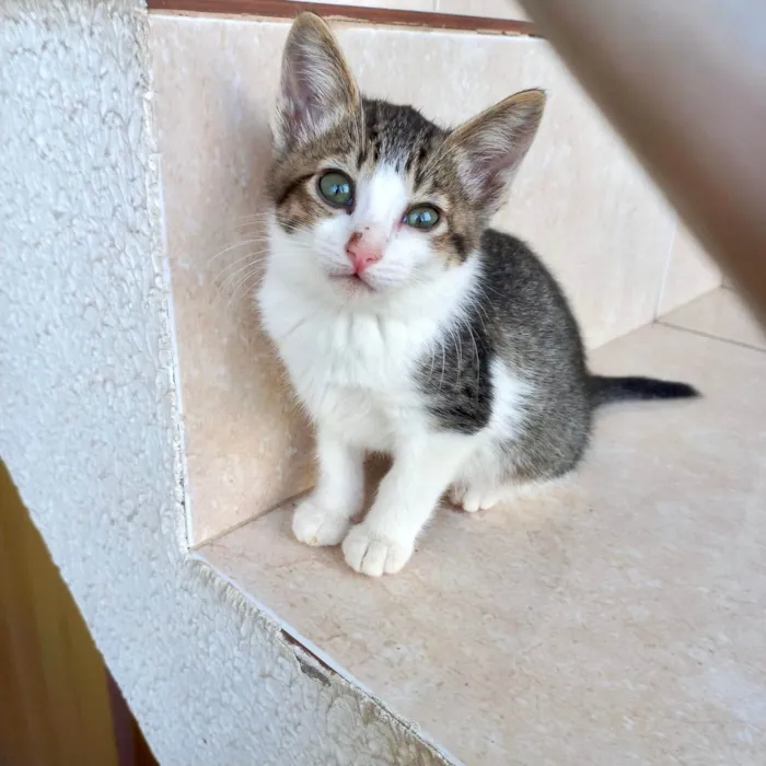 Gato ra a SRD-ViraLata idade 2 a 6 meses nome Juliette  bb2meses