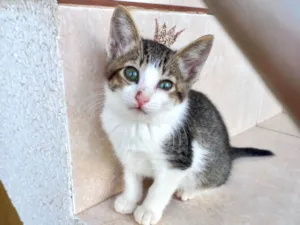 Gato raça SRD-ViraLata idade 2 a 6 meses nome Juliette  bb2meses
