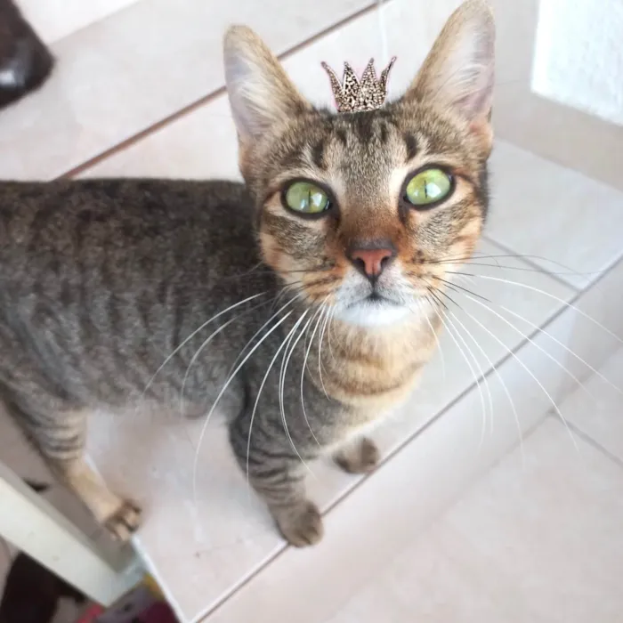 Gato ra a SRD-ViraLata idade 7 a 11 meses nome Laka bb9meses linda 