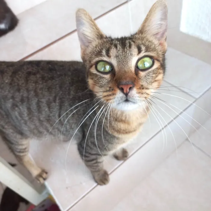 Gato ra a SRD-ViraLata idade 7 a 11 meses nome Laka bb9meses linda 