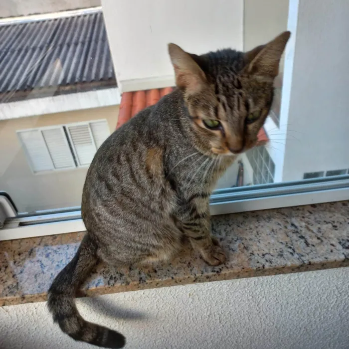 Gato ra a SRD-ViraLata idade 7 a 11 meses nome Laka bb9meses linda 
