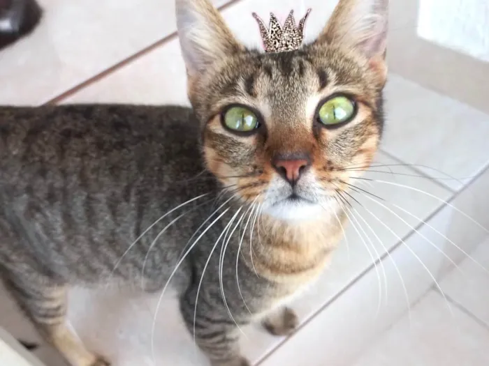 Gato ra a SRD-ViraLata idade 7 a 11 meses nome Laka bb9meses linda 