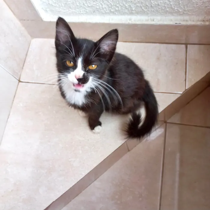 Gato ra a SRD-ViraLata idade 2 a 6 meses nome Milo bb2meses lindo e pelo longo  