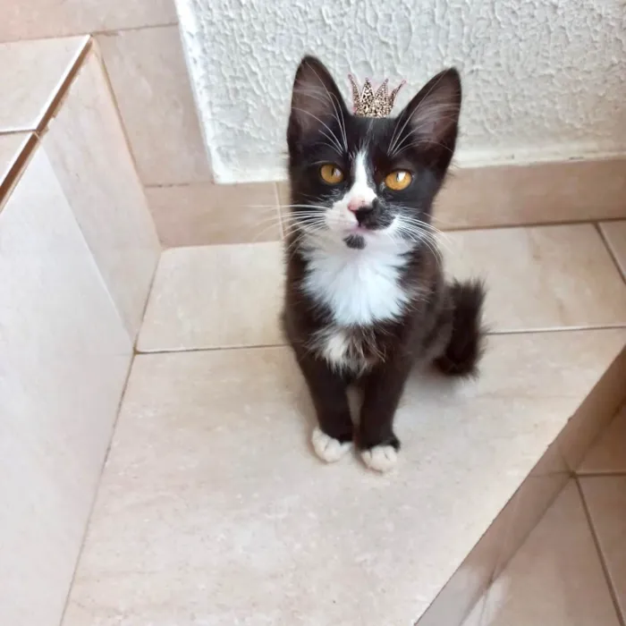 Gato ra a SRD-ViraLata idade 2 a 6 meses nome Milo bb2meses lindo e pelo longo  