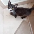 Milo bb2meses lindo e pelo longo