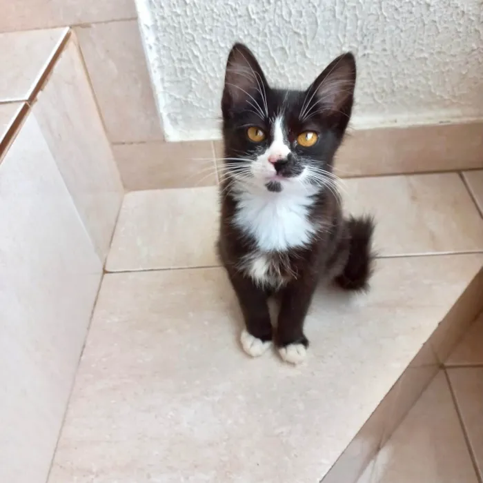 Gato ra a SRD-ViraLata idade 2 a 6 meses nome Milo bb2meses lindo e pelo longo  
