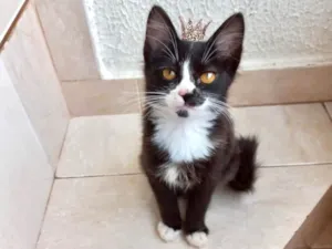 Gato raça SRD-ViraLata idade 2 a 6 meses nome Milo bb2meses lindo e pelo longo  