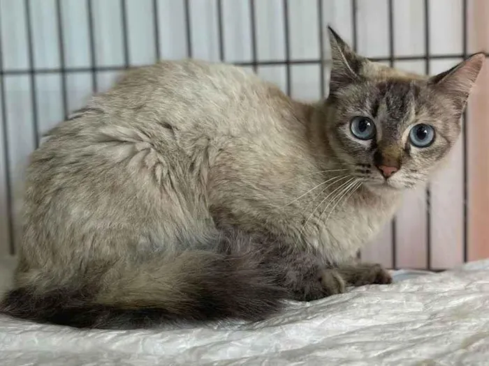 Gato ra a SRD-ViraLata idade 2 a 6 meses nome Lua