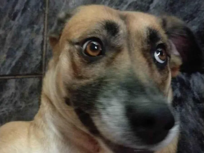 Cachorro ra a SRD-ViraLata idade 3 anos nome Ravena 