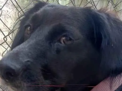 Cachorro ra a SRD-ViraLata idade 3 anos nome Jade