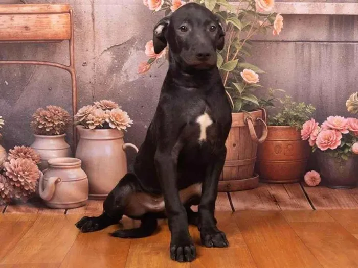 Cachorro ra a SRD-ViraLata idade 2 a 6 meses nome Bento 