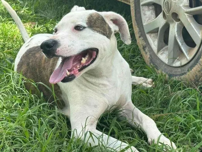 Cachorro ra a Pit-Bull idade 2 anos nome Theo 