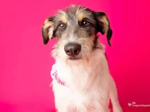 Cachorro raça SRD-ViraLata idade 1 ano nome Nina 
