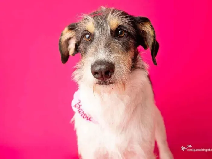 Cachorro ra a SRD-ViraLata idade 1 ano nome Nina 