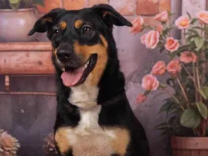 Cachorro raça SRD-ViraLata idade 2 anos nome Kyara 