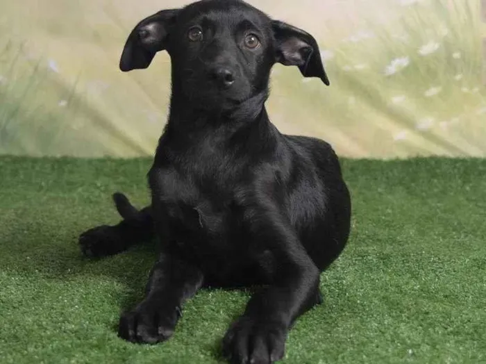 Cachorro ra a SRD-ViraLata idade 2 a 6 meses nome Christian 