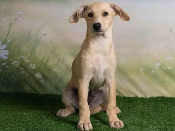 Cachorro ra a SRD-ViraLata idade 2 a 6 meses nome Ralf 