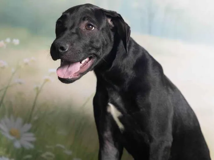 Cachorro ra a SRD-ViraLata idade 2 a 6 meses nome Bento 