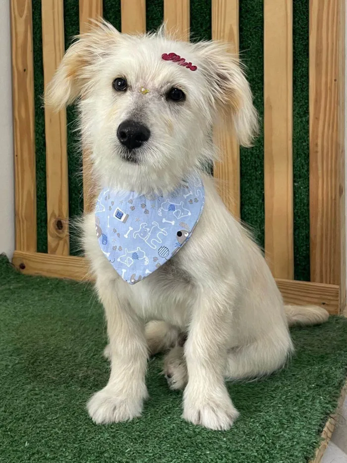 Cachorro ra a SRD-ViraLata idade 7 a 11 meses nome Floki