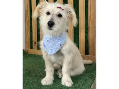 Cachorro raça SRD-ViraLata idade 7 a 11 meses nome Floki