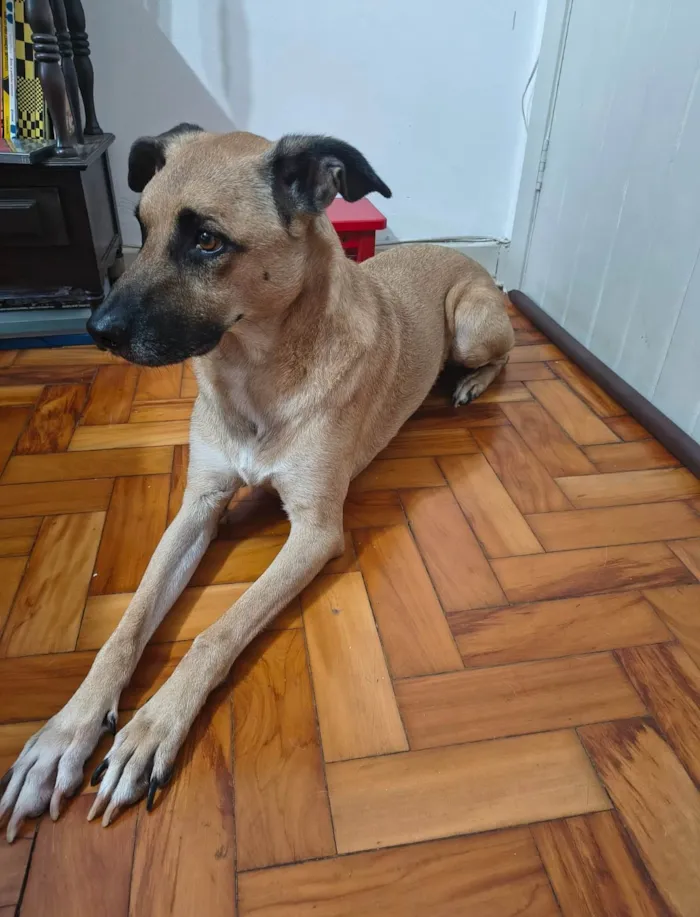 Cachorro ra a SRD-ViraLata idade 5 anos nome Chinchilo 