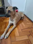 Chinchilo