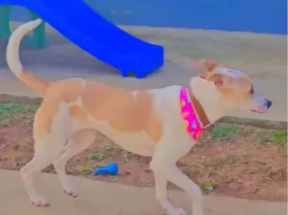Cachorro raça SRD-ViraLata idade 2 anos nome Maya