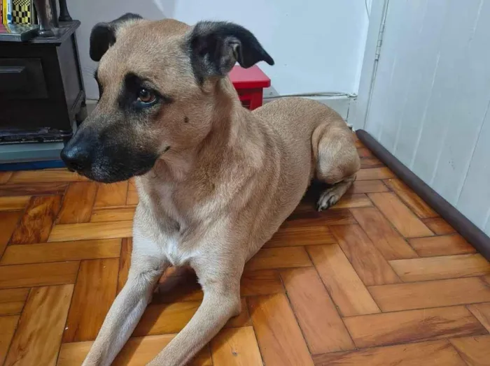 Cachorro ra a SRD-ViraLata idade 5 anos nome Chinchilo 