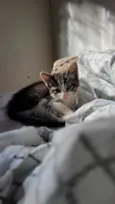 Pitico