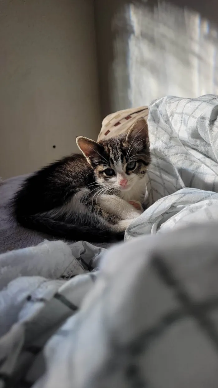 Gato ra a SRD-ViraLata idade 2 a 6 meses nome Pitico