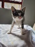 Pitico
