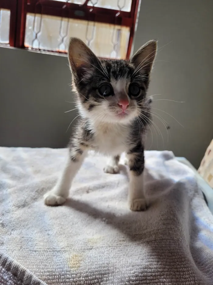 Gato ra a SRD-ViraLata idade 2 a 6 meses nome Pitico