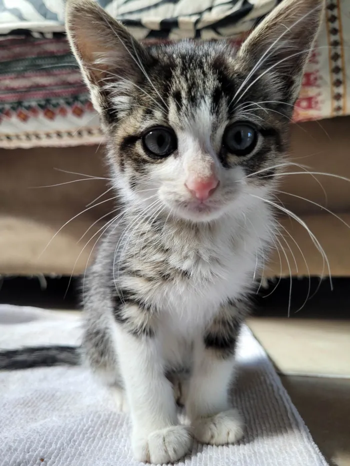 Gato ra a SRD-ViraLata idade 2 a 6 meses nome Pitico