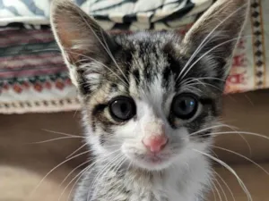 Gato raça SRD-ViraLata idade 2 a 6 meses nome Pitico
