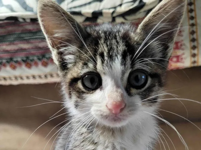 Gato ra a SRD-ViraLata idade 2 a 6 meses nome Pitico