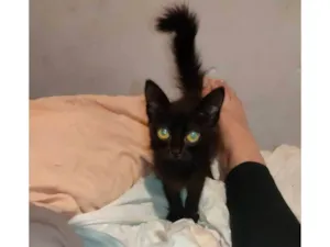 Gato raça SRD-ViraLata idade Abaixo de 2 meses nome Breu