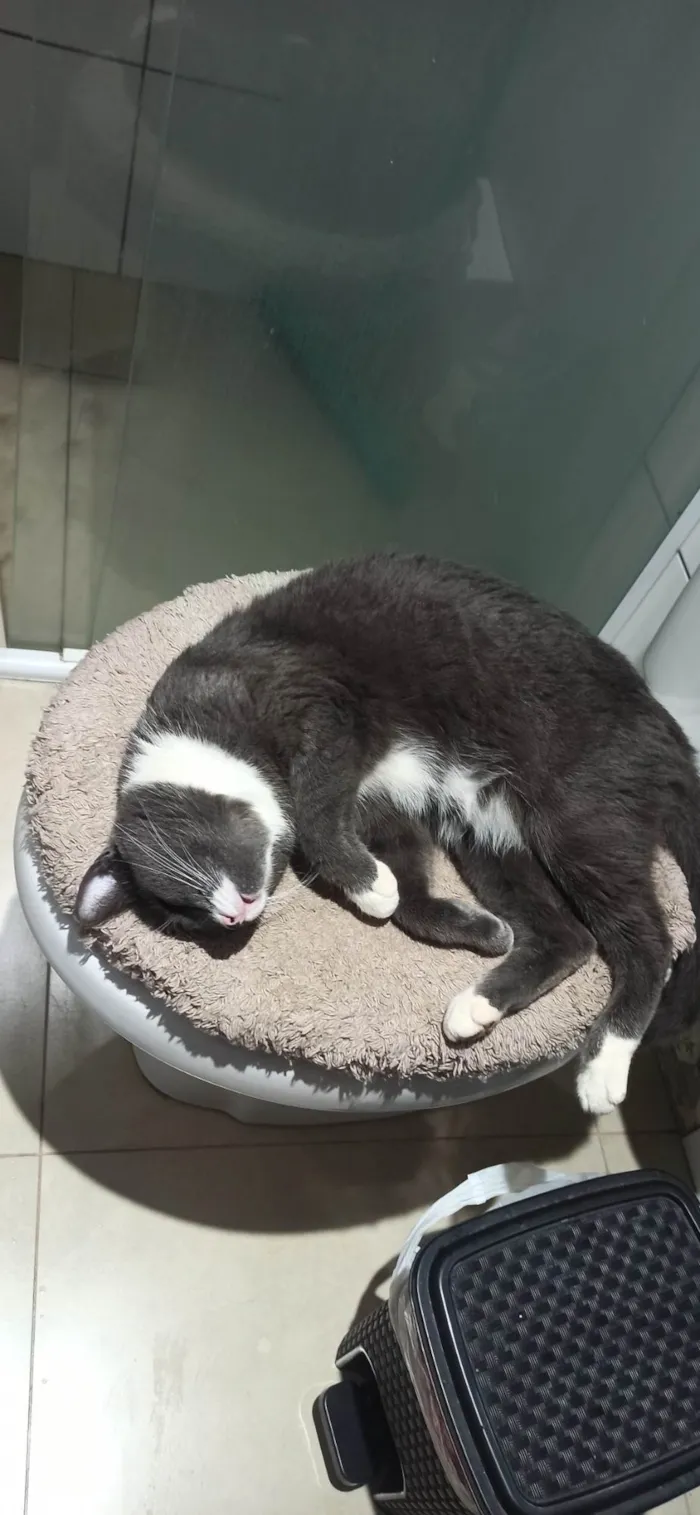 Gato ra a SRD-ViraLata idade 5 anos nome Luna