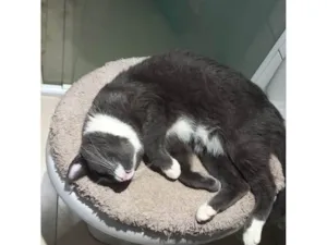 Gato raça SRD-ViraLata idade 5 anos nome Luna