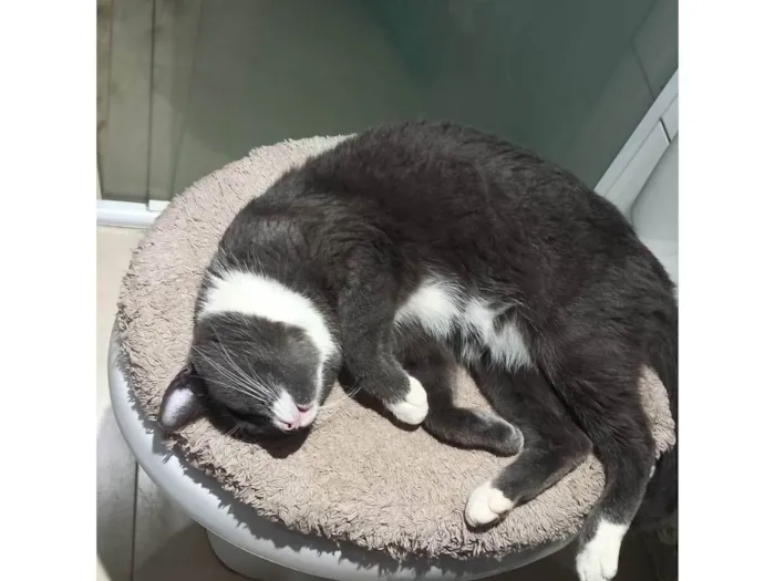 Gato ra a SRD-ViraLata idade 5 anos nome Luna