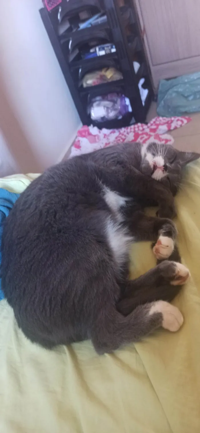 Gato ra a SRD-ViraLata idade 5 anos nome Luna