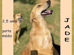 Cachorro raça SRD-ViraLata idade 2 anos nome Jade