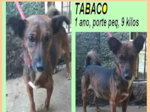 Cachorro raça SRD-ViraLata idade 1 ano nome Tabaco