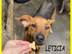 Cachorro raça SRD-ViraLata idade 2 anos nome Letícia