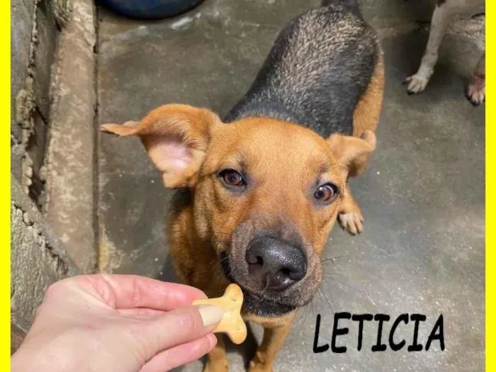 Cachorro ra a SRD-ViraLata idade 2 anos nome Letícia
