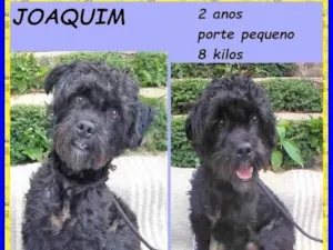 Cachorro raça SRD-ViraLata idade 2 anos nome Joaquim