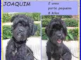 Joaquim