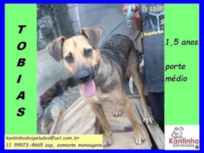 Cachorro raça SRD-ViraLata idade 1 ano nome Tobias