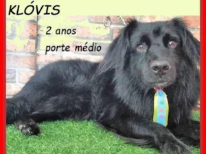 Cachorro raça SRD-ViraLata idade 2 anos nome Klóvis