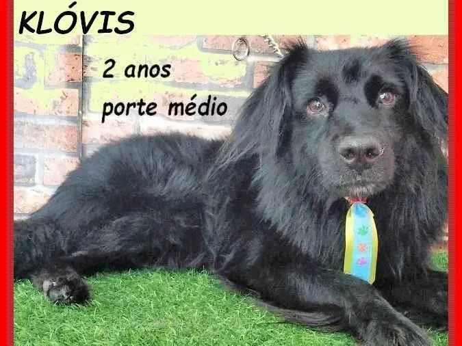 Cachorro ra a SRD-ViraLata idade 2 anos nome Klóvis