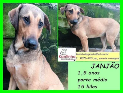 Cachorro raça SRD-ViraLata idade 1 ano nome Janjão
